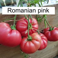 Romanian Pink
